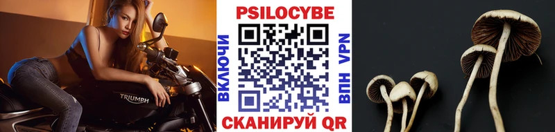 купить наркотики цена  Зима  kraken ТОР  Галлюциногенные грибы прущие грибы 